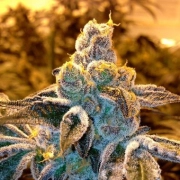 CandyLand Strain Regular cannabis flower bud by Grand Daddy Purp