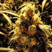 Grand Daddy Purple Bay Dream Regular cannabis flower bud by Grand Daddy Purp