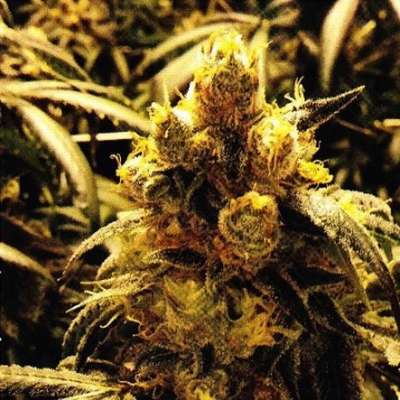 Grand Daddy Purple Bay Dream Regular cannabis flower bud by Grand Daddy Purp