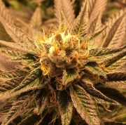 Grandpa Larry Regular cannabis flower bud by Grand Daddy Purp
