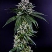Ken's Kush Regular cannabis flower bud by Grand Daddy Purp