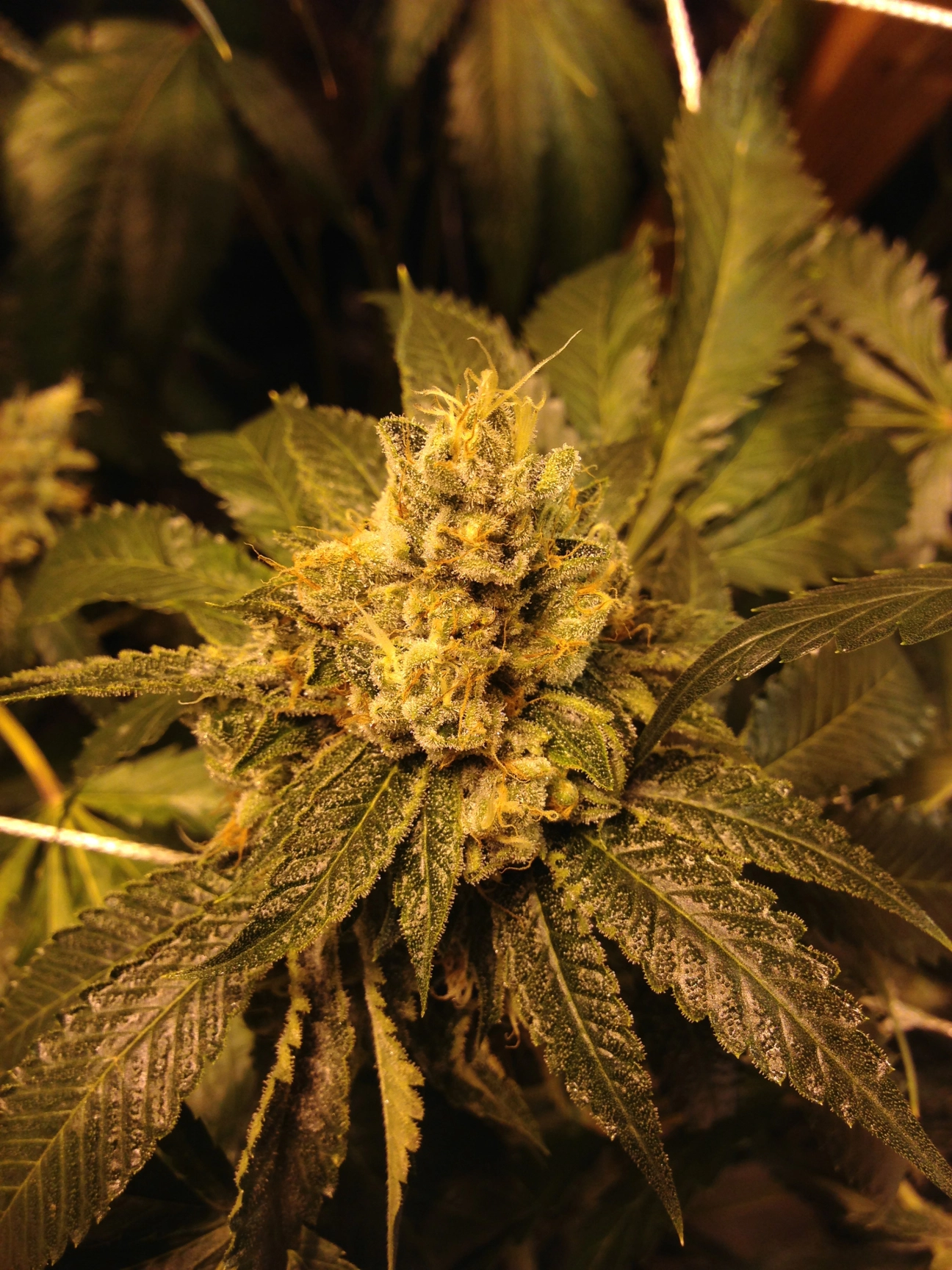 OG Kush – Grand Daddy Purp – Regularne