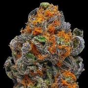 Original Grand Daddy Purp Regular cannabis flower bud by Grand Daddy Purp