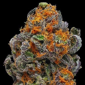 Original Grand Daddy Purp Regular cannabis flower bud by Grand Daddy Purp