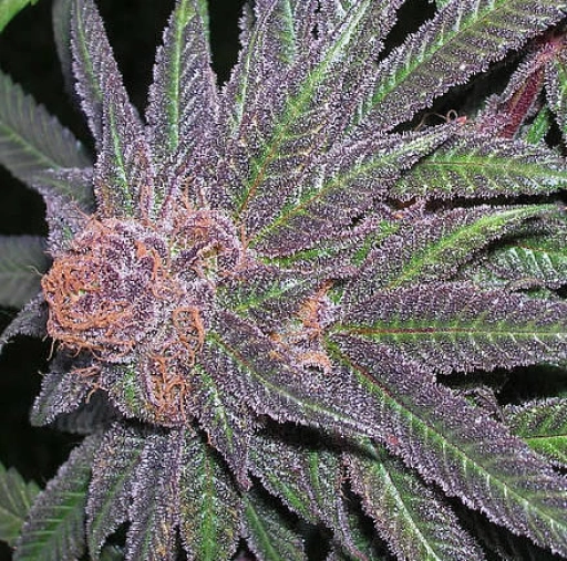 Purple Wreck – Grand Daddy Purp – Regularne