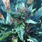 Snowcap Regular cannabis flower bud by Grand Daddy Purp