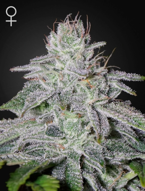 Franco's Lemon Cheese – Greenhouse Seed Co – Feminizowane