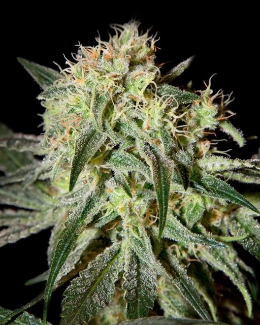 Damn Sour – Greenhouse Seed Co – Feminizowane