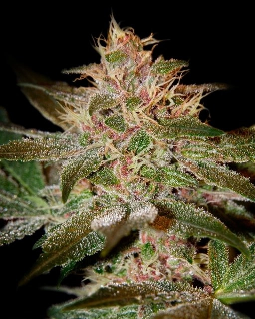 Pure Kush – Greenhouse Seed Co – Feminizowane