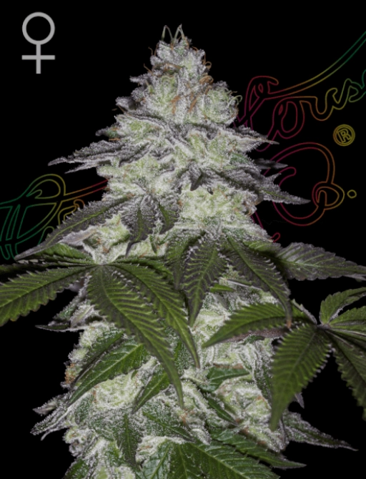 AMS – Greenhouse Seed Co – Feminizowane