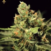 Big Bang Auto Autoflowering cannabis flower bud by Greenhouse Seed Co