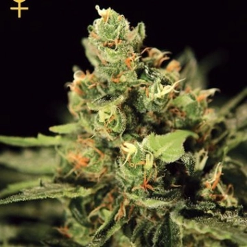 Big Bang Auto Autoflowering cannabis flower bud by Greenhouse Seed Co