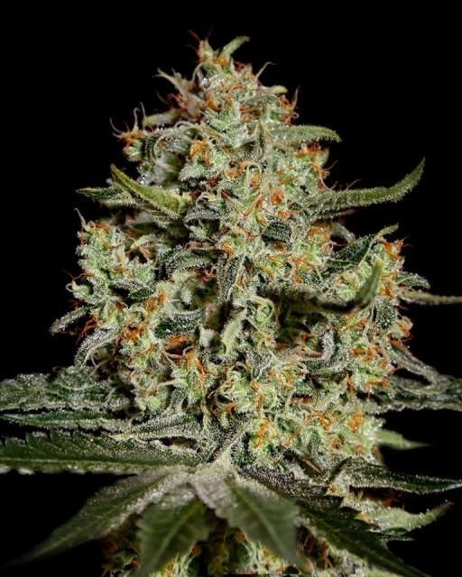 Big Bang – Greenhouse Seed Co – Feminizowane