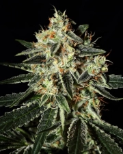 Cheese Feminized cannabis flower bud by Greenhouse Seed Co