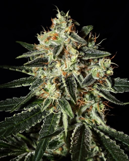 Cheese – Greenhouse Seed Co – Feminizowane