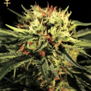 Doctor Feminized cannabis flower bud by Greenhouse Seed Co