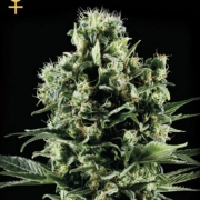 El Nino – Greenhouse Seed Co – Feminizowane – Product view 2