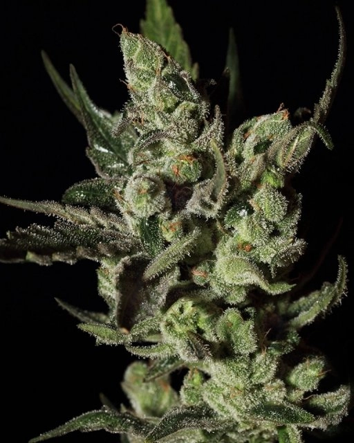 Exodus Cheese – Greenhouse Seed Co – Feminizowane
