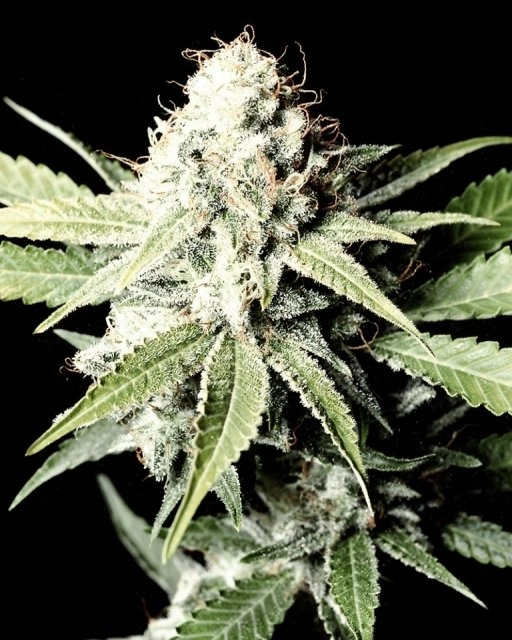 Great White Shark – Greenhouse Seed Co – Feminizowane