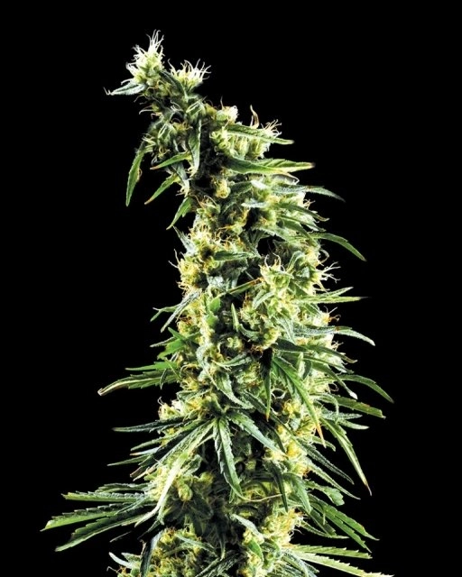 Hawaiian Snow – Greenhouse Seed Co – Feminizowane