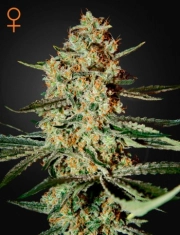 Himalayan Gold – Greenhouse Seed Co – Feminizowane – Product view 2