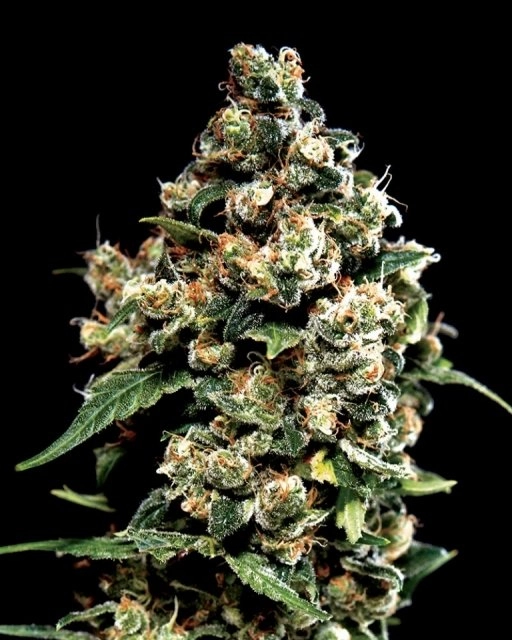 Jack Herer – Greenhouse Seed Co – Feminizowane