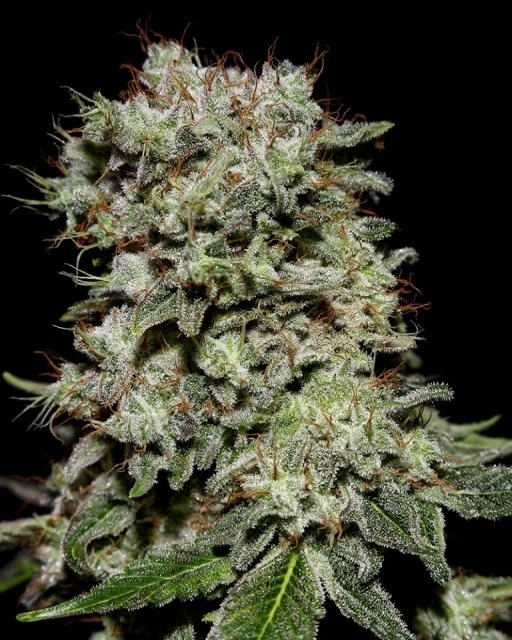 Kalashnikova – Greenhouse Seed Co – Feminizowane