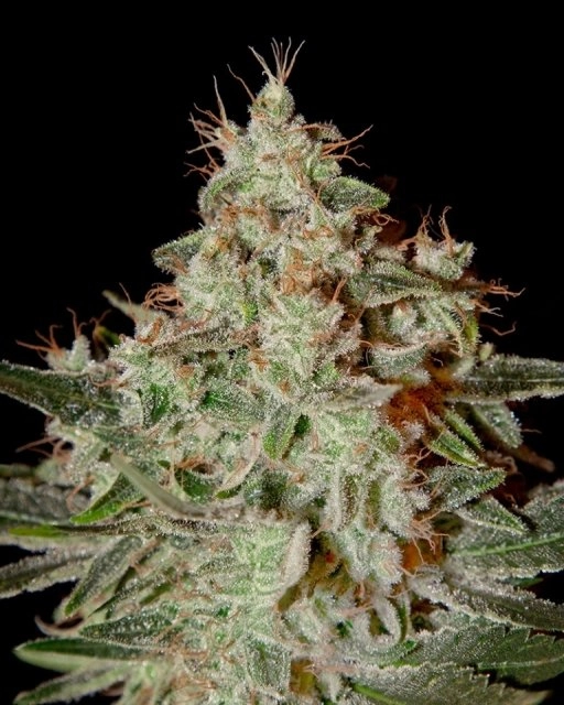 Lemon Skunk – Greenhouse Seed Co – Feminizowane