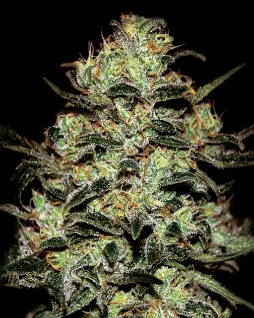 Moby Dick – Greenhouse Seed Co – Feminizowane