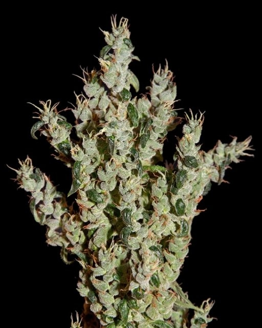 NL5 Haze Mist – Greenhouse Seed Co – Feminizowane