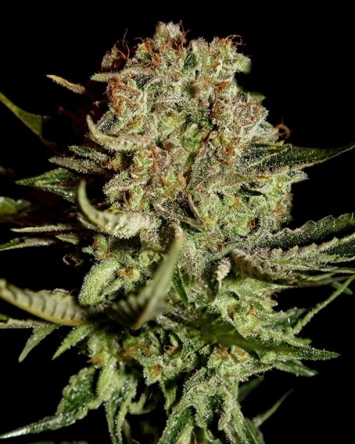 Super Bud – Greenhouse Seed Co – Feminizowane
