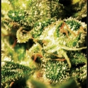 Super Critical Auto Autoflowering cannabis flower bud by Greenhouse Seed Co