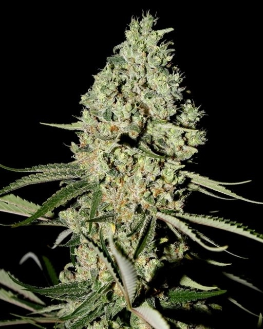 Super Critical – Greenhouse Seed Co – Feminizowane