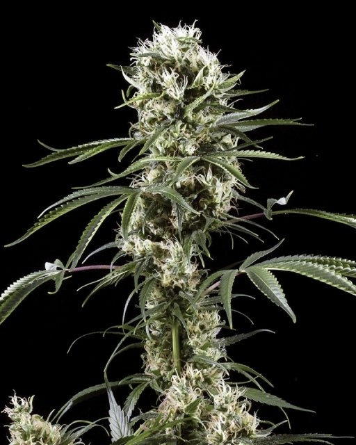 Super Lemon Haze – Greenhouse Seed Co – Feminizowane