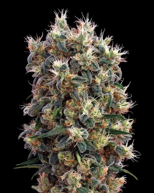 The Church – Greenhouse Seed Co – Feminizowane