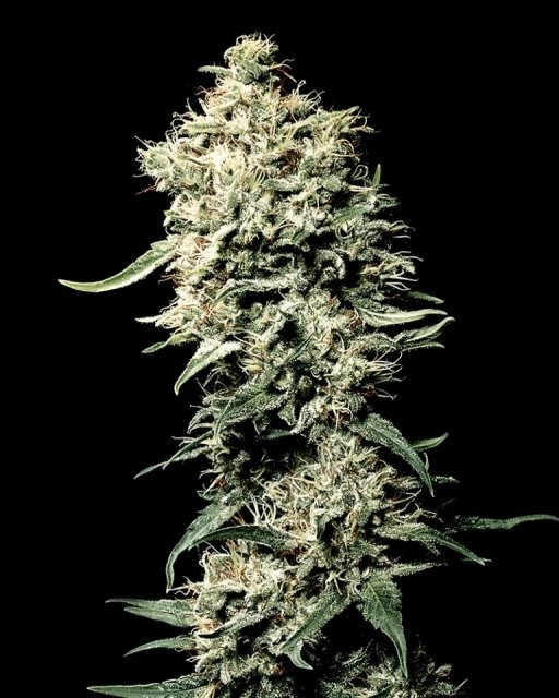 White Rhino – Greenhouse Seed Co – Feminizowane