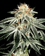 White Widow – Greenhouse Seed Co – Feminizowane – Product view 2