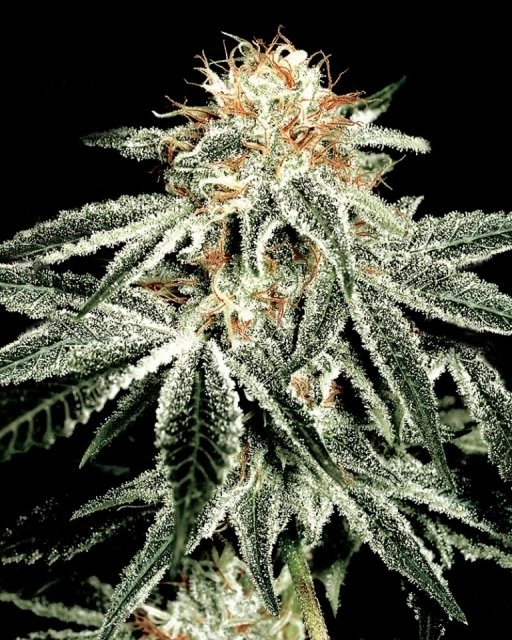 White Widow – Greenhouse Seed Co – Feminizowane – Product view 2