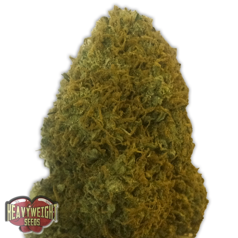 Champion – Heavyweight Seeds – Feminizowane