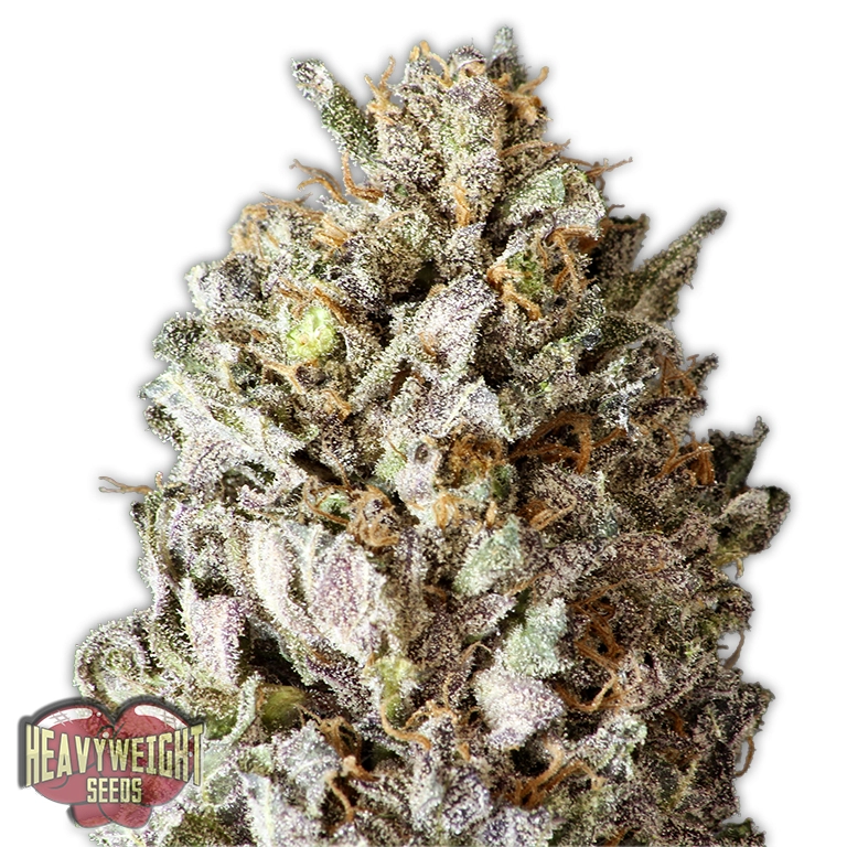 Diesel Drift – Heavyweight Seeds – Feminizowane