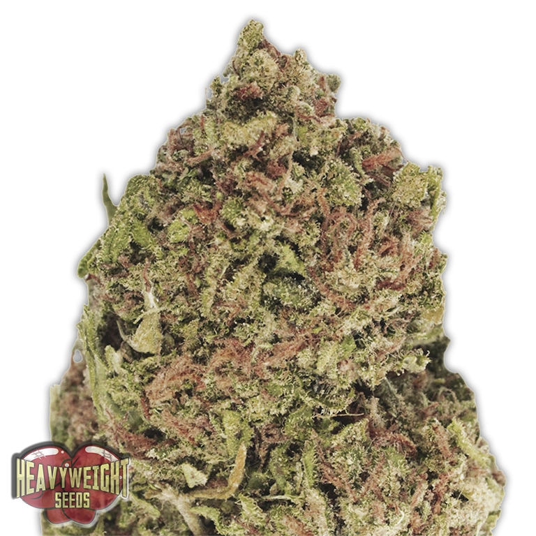 Dream Machine – Heavyweight Seeds – Feminizowane