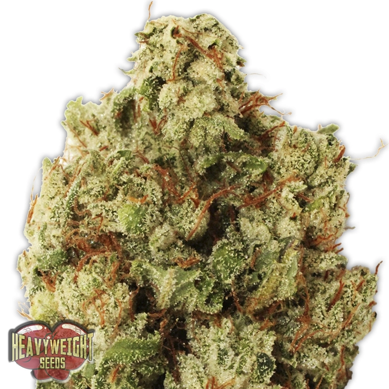 Green Ninja – Heavyweight Seeds – Feminizowane