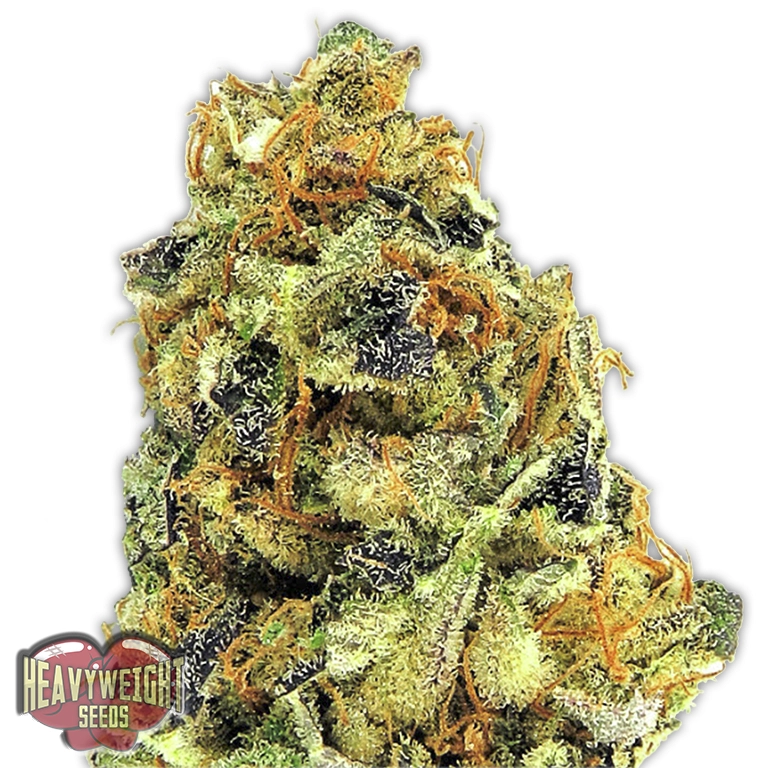 K.O. Kush – Heavyweight Seeds – Feminizowane
