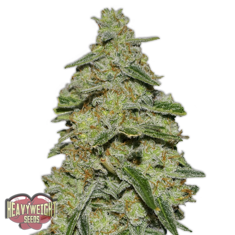 Lemon Cake – Heavyweight Seeds – Feminizowane