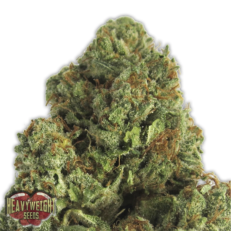 Midnight Mass – Heavyweight Seeds – Feminizowane