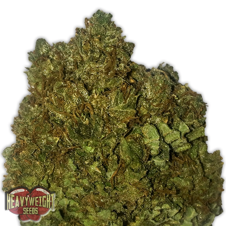Money Bush – Heavyweight Seeds – Feminizowane
