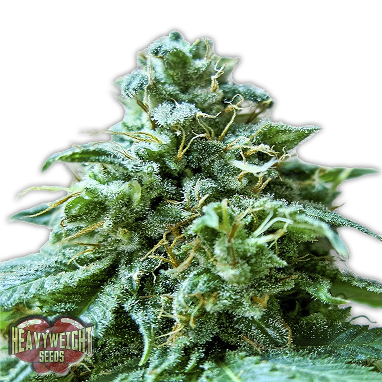 Superb OG – Heavyweight Seeds – Feminizowane
