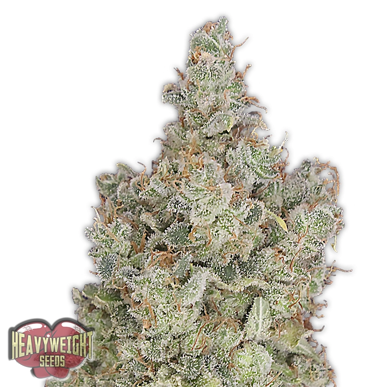 Total Paralysis – Heavyweight Seeds – Feminizowane