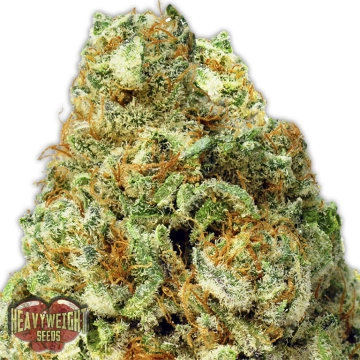 Turbo Bud Auto Feminized cannabis flower bud by Heavyweight Seeds