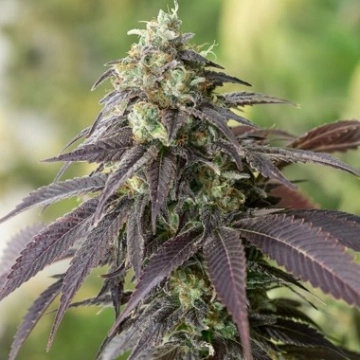 707 Headband Feminized cannabis flower bud by Humboldt Seed Organization
